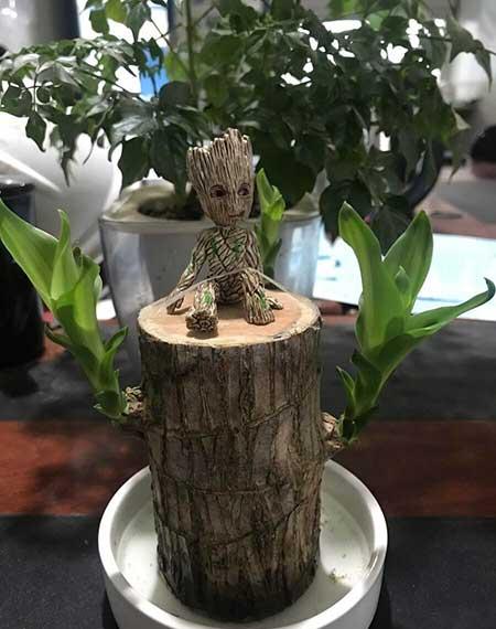 家里有宝宝适合养什么绿植