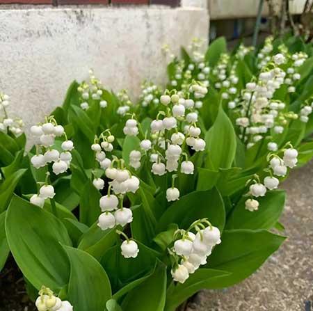 家里养的各种花