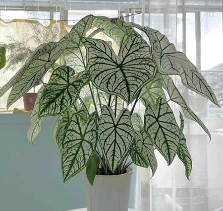 家里养的各种花