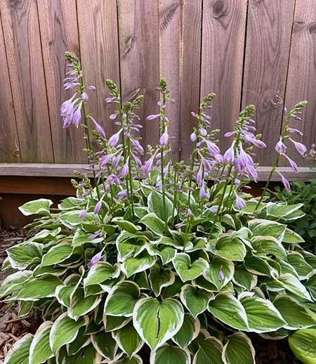 家里养的各种花