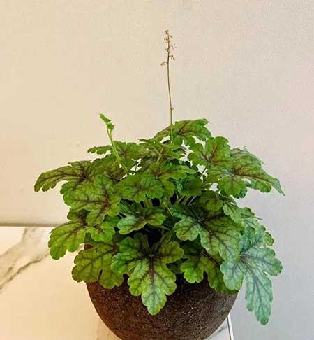 家里养的各种花