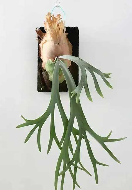 家里养的各种花