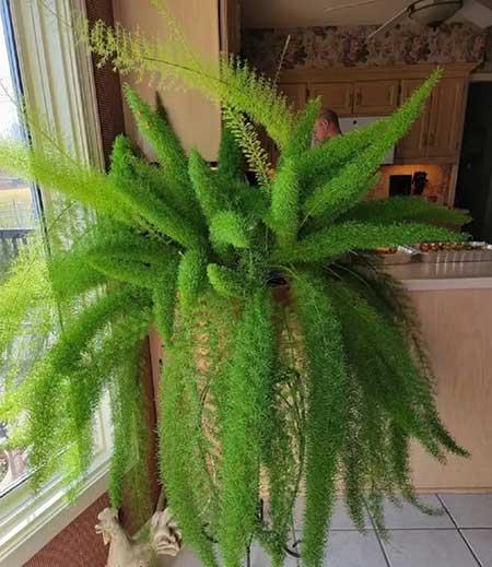 家里养的各种花