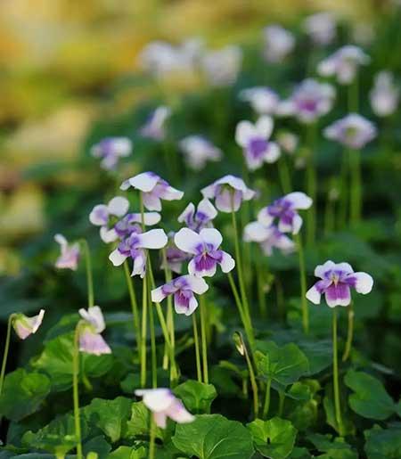 家里养的各种花