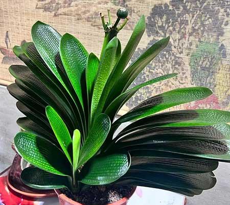 家里养的各种花