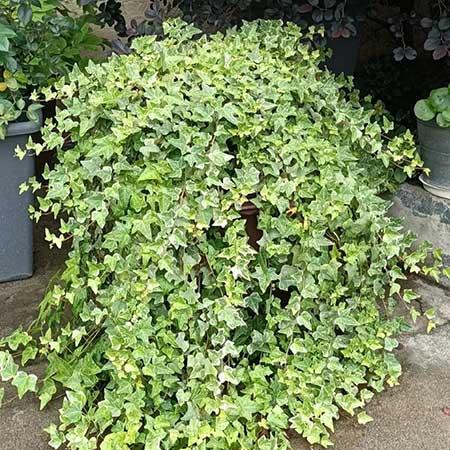家里养的各种花