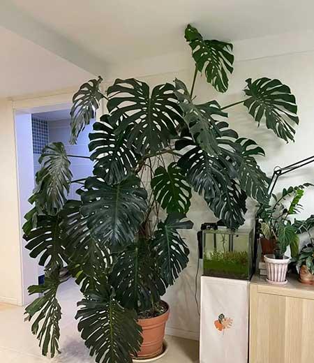 家里养的各种花