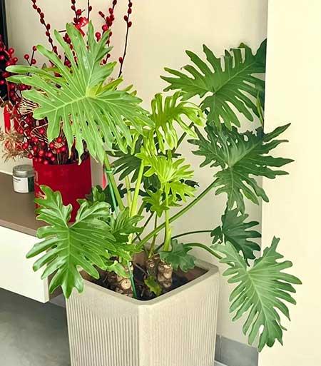 家里养的各种花
