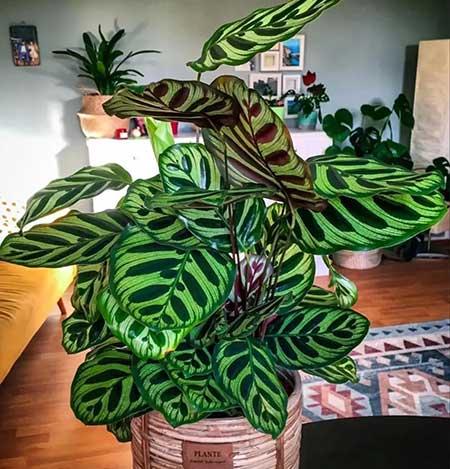 家里养的各种花