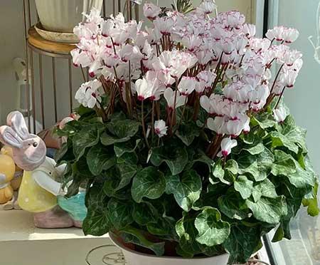 家里养的各种花