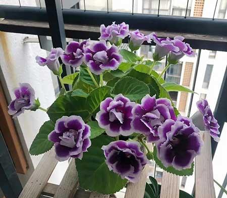 家里养的各种花