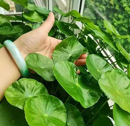 家里养的各种花