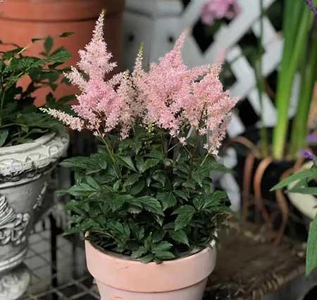 家里养的各种花