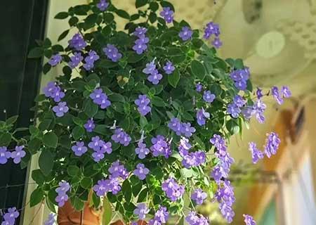 家里养的各种花