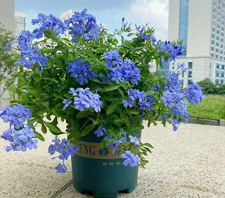家里养的各种花