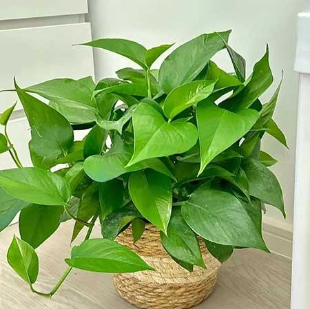 家里养的各种花