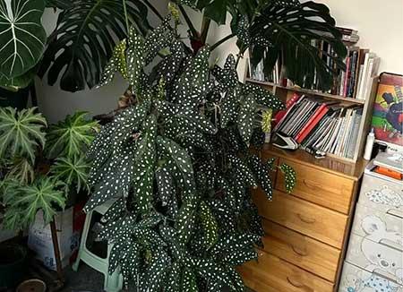 家里养的各种花