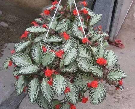 家里养的各种花