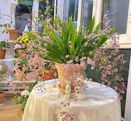 家里养的各种花