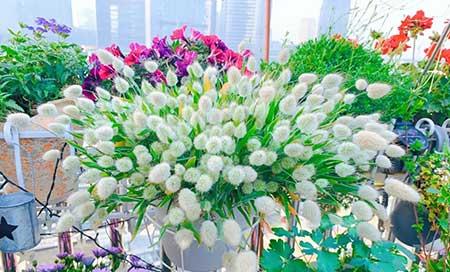 家里养的各种花