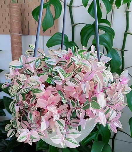 家里养的各种花