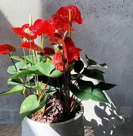 家里养的各种花
