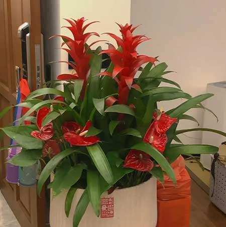 家里养的各种花