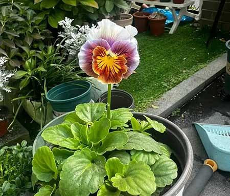 家里养的各种花