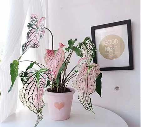 家里养的各种花
