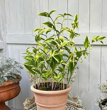 家里养的各种花