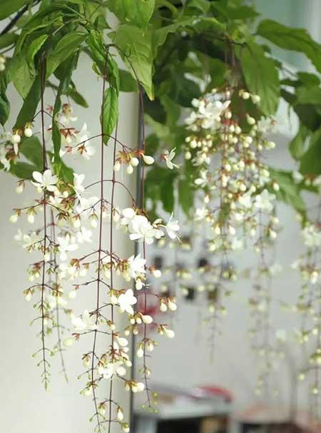 家里养的各种花
