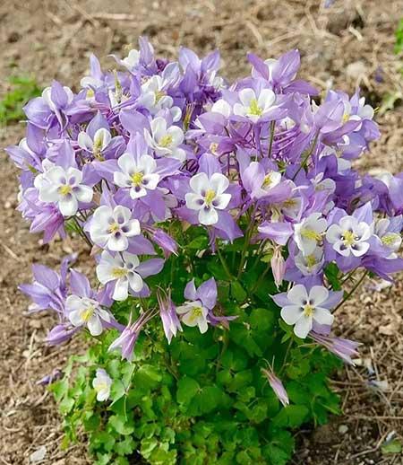家里养的各种花