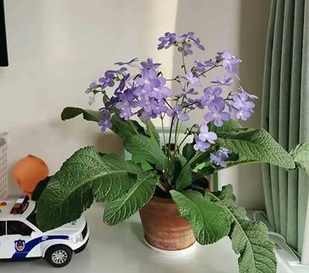 家里养的各种花