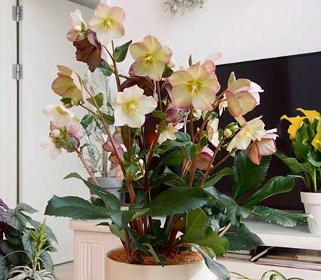 家里养的各种花