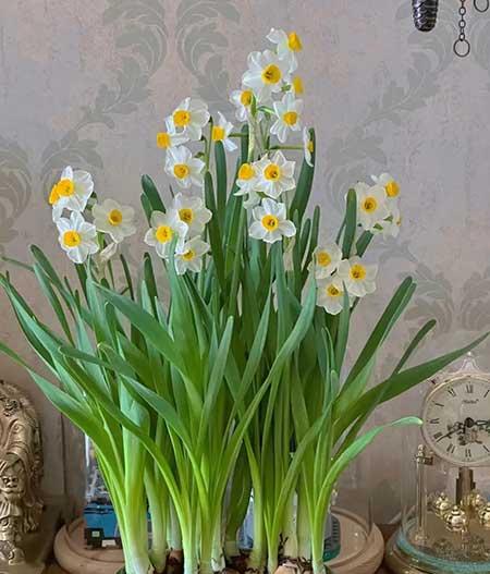 家里养的各种花