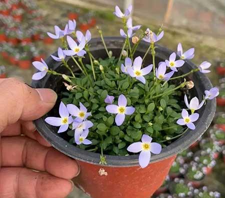 家里养的各种花