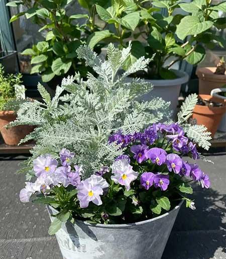 家里养的各种花