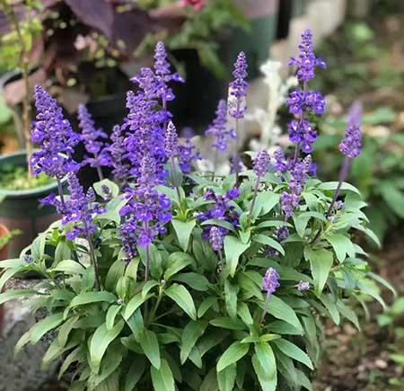 家里养的各种花