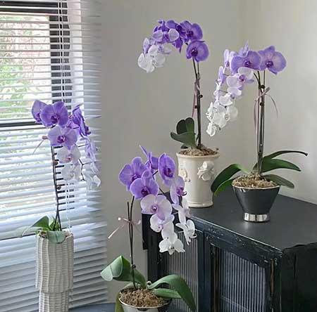 家里养的各种花