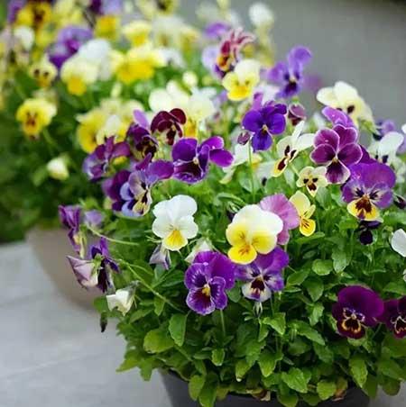 家里养的各种花