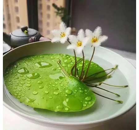家里养的各种花