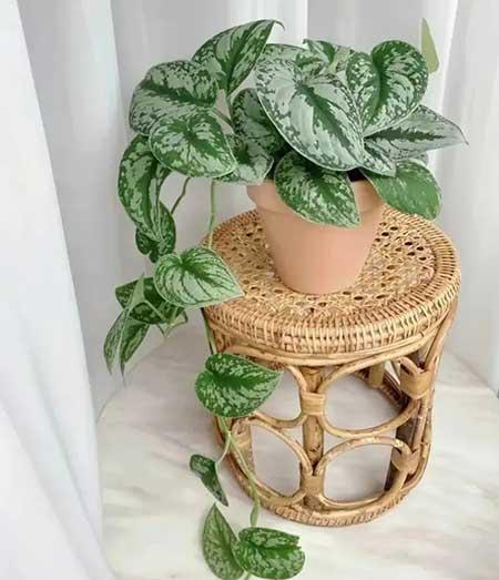 家里养的各种花