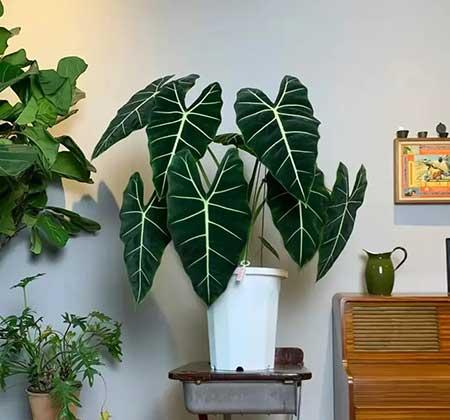 家里养的各种花