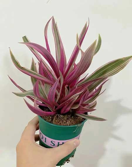 家里养的各种花