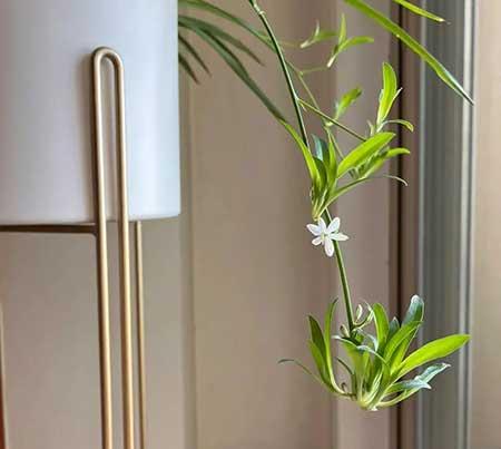 家里养的各种花