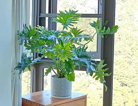 家里养的各种花