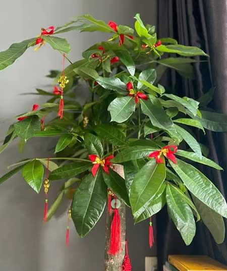 家里养的各种花