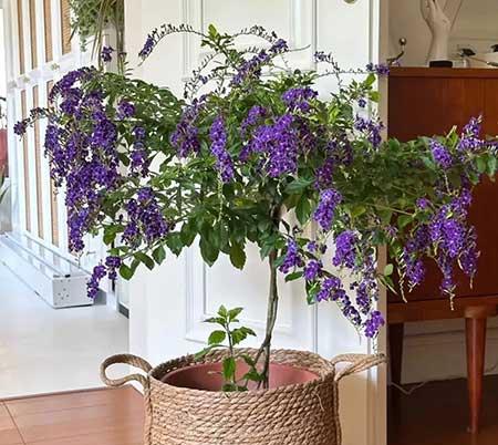 家里养的各种花