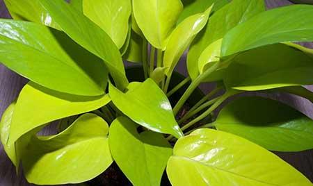 家里绿植怎么养