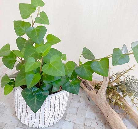家里绿植怎么养